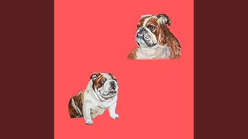 Distinguished Ambiance for Lazy Doggo