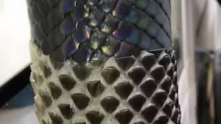 Python Shedding A Very Rare And Sought After Species