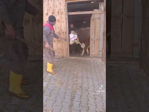 ما شاء الل ـہ اكبر ثور في العالم 