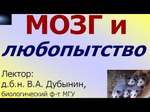 Почему мы так любопытны? Мозг и новая информация.  Вячеслав Дубынин