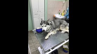 Хаски видео.Укус клеща/Husky video.The tick bite Хаски видео.Укус клеща/Husky video.The tick bite