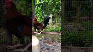 Gà Tre Chú Gà Gà Tơ Lên Góp Vui Cho Ae