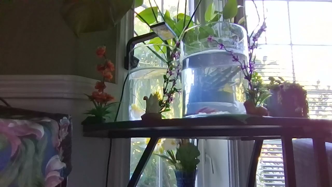 8.21.25 Thursday half-moon betas 2