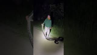 16 FOOT PYTHON HAS BEEN CAUGHT!  The suspect is in custody!!