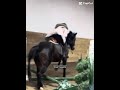 Real😔 #horse #equestrianjourney #horseenthusiast #fyp #viral #relatable #pony #age #sad