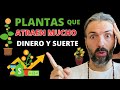 ❌ JAMÁS SAQUES esta PLANTA DE TU CASA  - Atrae DINERO y RIQUEZA