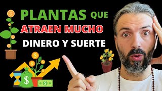 ❌ JAMÁS SAQUES esta PLANTA DE TU CASA   Atrae DINERO y RIQUEZA