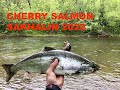 Сима на резину. Cherry salmon. Рыбалка на Сахалине. 2022