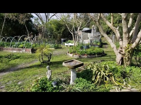 The Garden in July - our EDIBLE YARD in  North Florida.