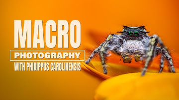 Macro Photography with a Phidippus Carolinensis | 12 image stacking!