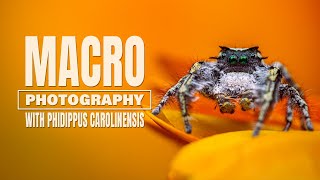 Macro Photography with a Phidippus Carolinensis | 12 image stacking!