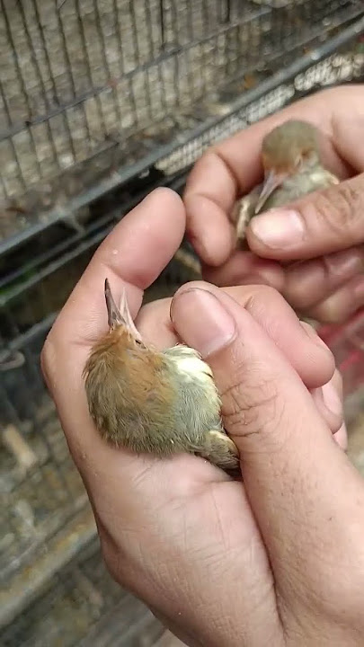 Prenjak jantan dan betina