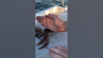 How to put squid out nicely...