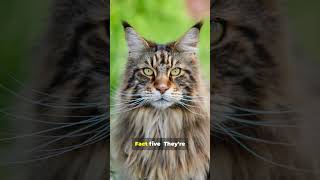 Think you know 🐈#MaineCoon #CatFacts #YouTubeShorts #FelineFacts #BigCats #PetTrivia #CatsOfYouTube