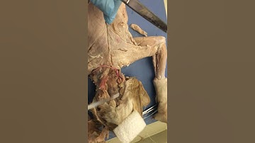 Cat dissection part one