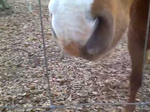 horse-making-funny-face!-(-so-funny!)