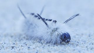 Hickory Tussock Moth Caterpillar On Ocean Sand