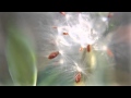 Lensbaby Spark with Macro Filters Review and Test Footage