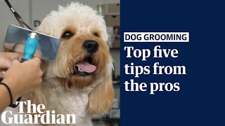 The top five dog-grooming tips from the pros