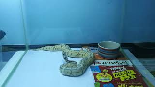 งูบอลลอกคราบ Ballpython​ Super​pastel​spider​cinnamon​ #Ballpython​ : Ep4