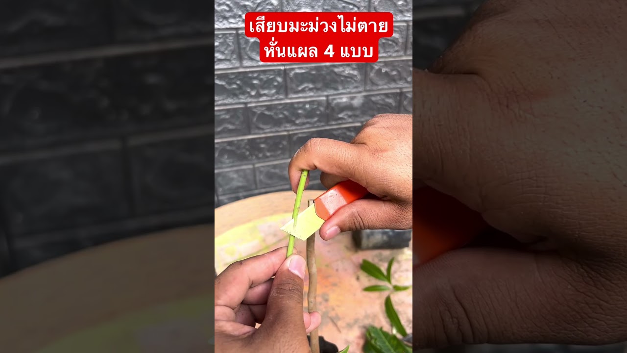 เสียบยอดมะม่วง 4 แบบ
