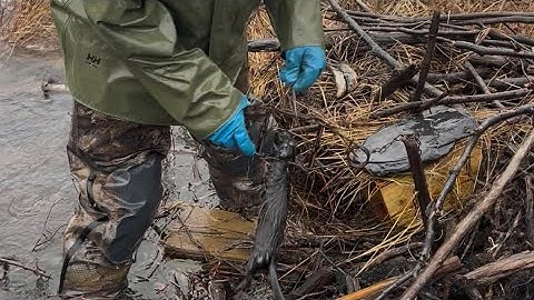 Newfoundland Trapping 2025 Part 2