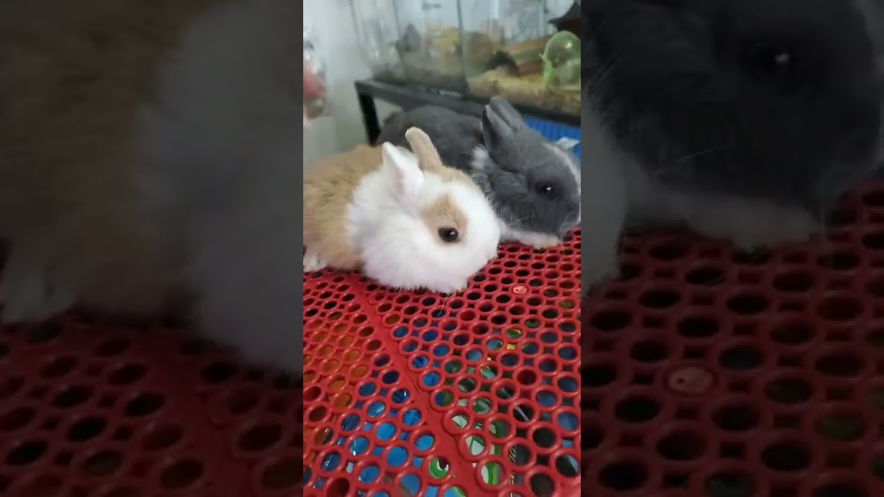 Quanto Custa Um Coelho Anão?