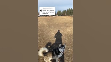 He can run fast #husky #corgi #dog