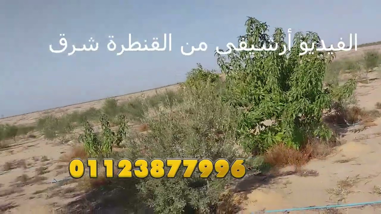 فرصة استثمار زراعي بري نيلي بالإسماعيلية🌿 ابدأ بفدان واحد وزراعة مانجو بأوراق مضمونة .. الجزء الثانى