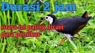 Suara ruak ruak pikat