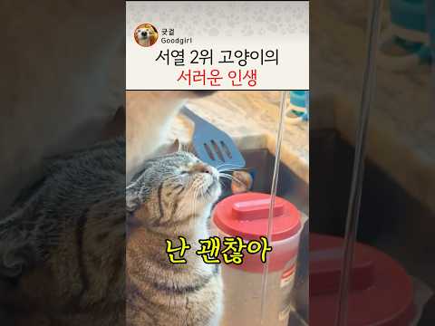 서열 2위 고양이의 서러운 인생(마시는 거 반, 얼굴로 맞는 거 반) #고양이 #반려묘 #물먹방 thumbnail