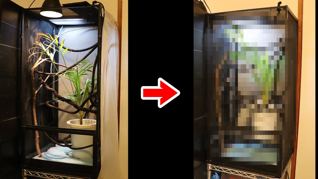 Remodel the chameleon cage! [Panther Chameleon] - YouTube