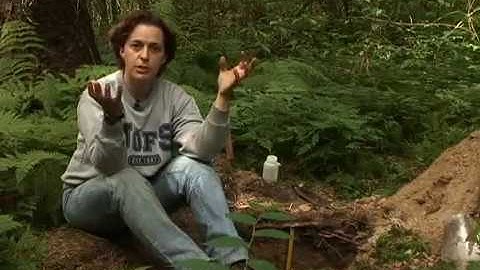 Podzolic Classification