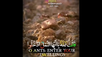 حتى إذَا أتوا على وَاد النمل القارئ🎧 إسلام صبحي حالات💛 واتس اب تلاوة خاشعة