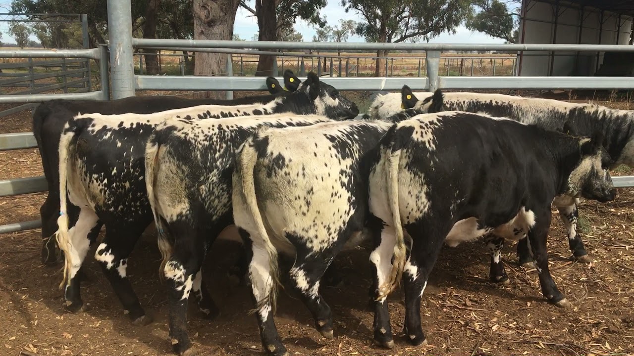 AuctionsPlus Cattle Sale - Friday 26th March 2021