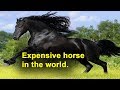 Top 10 Expensive Horse in the world 2019