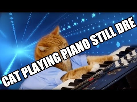 CAT PLAYING PIANO