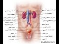 اسباب واعراض وعلاج التهابات المسالك البولية