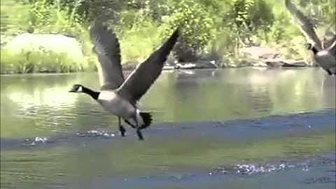 How Bird Flight Works