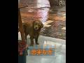 犬は一度飼い主を選んだら、簡単には裏切りません！ #animals #動物プロダクション #動物