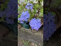 植木鉢のルリマツリ#summer #gardening #flowers #ガーデニング #plants #花