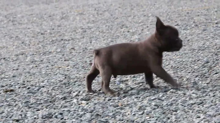 French Bulldog Puppies For Sale Gideon Petersheim