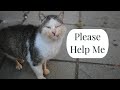 Starving Old Cat Needs A Little Kindness