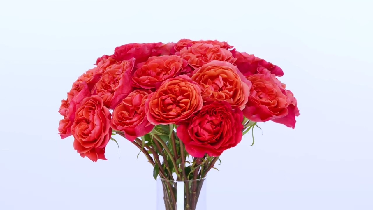 Dark X-pression™ – April & Ashley