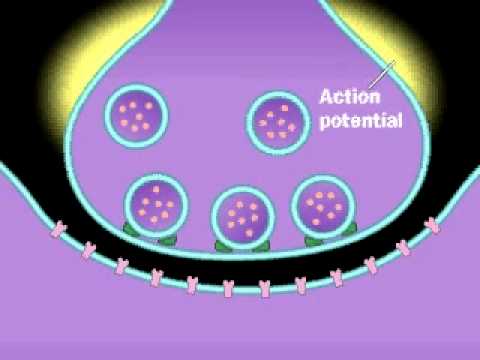 Synapse | Neurotransmitter | Presynaptic neuron | Postsynaptic Neuron |  Action Potential - YouTube