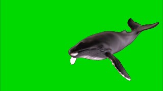 Green Screen Humpback Whale