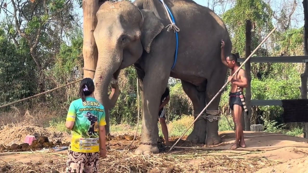 EP2 ล็อคขาหลังได้แล้ว ล็อคคออีกครั้ง เปลื่ยนปลอกขาหน้า เซ็คความปลอดภัย👍