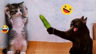 Best Funny Animals 2024😛Funniest Dogs and Cats😺🐶😁#2