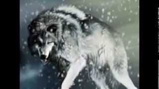 Wolf slideshow (Really short)