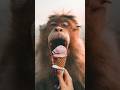 Motion graphics | Ice cream ad | Adobe after effect
